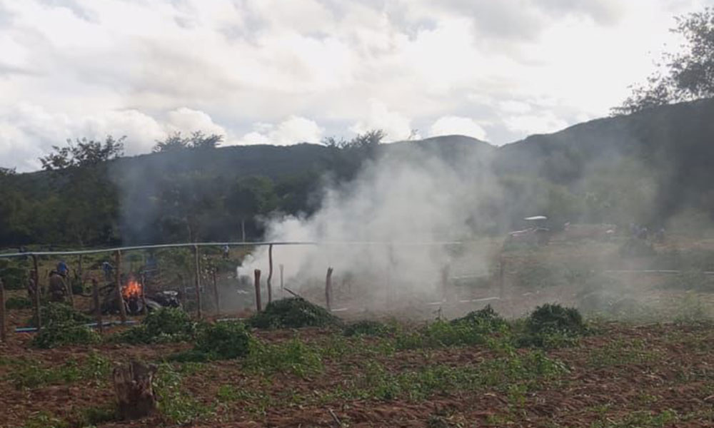 Operação erradica 200 mil pés de maconha e apreende 1 tonelada da droga em Brotas de Macaúbas