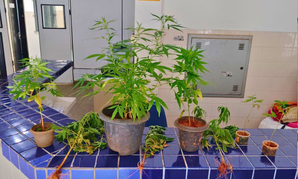 PM apreende plantio de maconha em residência no bairro Baraúnas, em Brumado