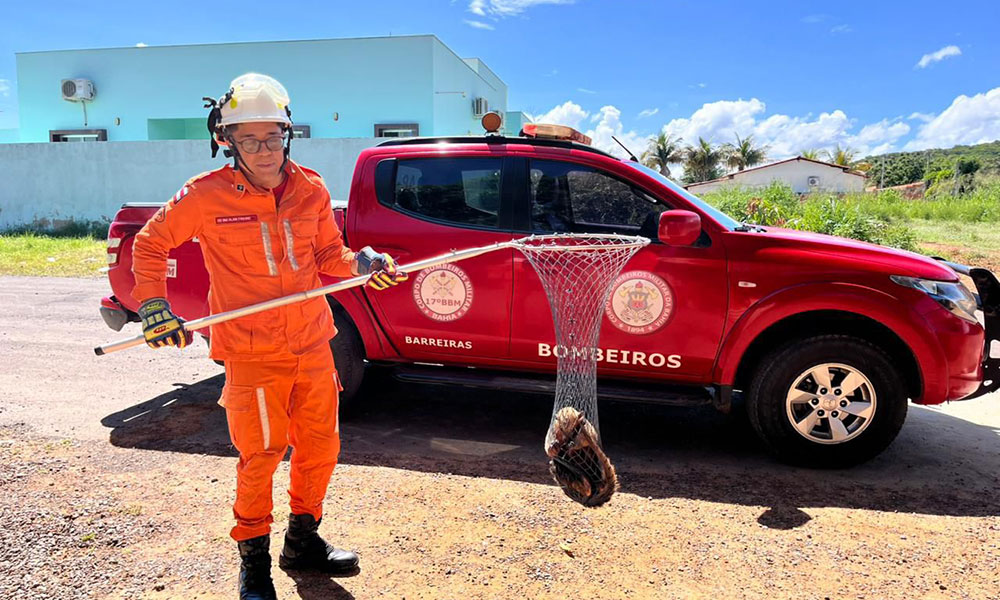 Tamanduá-mirim é resgatado por bombeiros em povoado de Barreiras