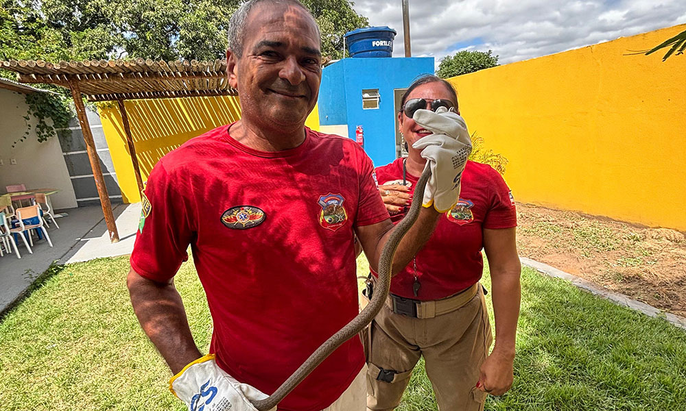Cobra corre-campo é resgatada pela GASA em Livramento de Nossa Senhora