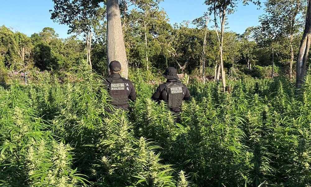 Operação Nexos 2 localiza roça com 50 mil pés de maconha no oeste da Bahia