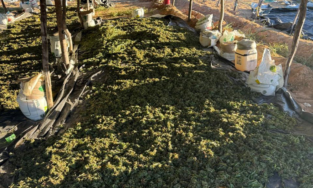 Bahia alcança marca de 1 milhão de pés de maconha erradicados em 2026