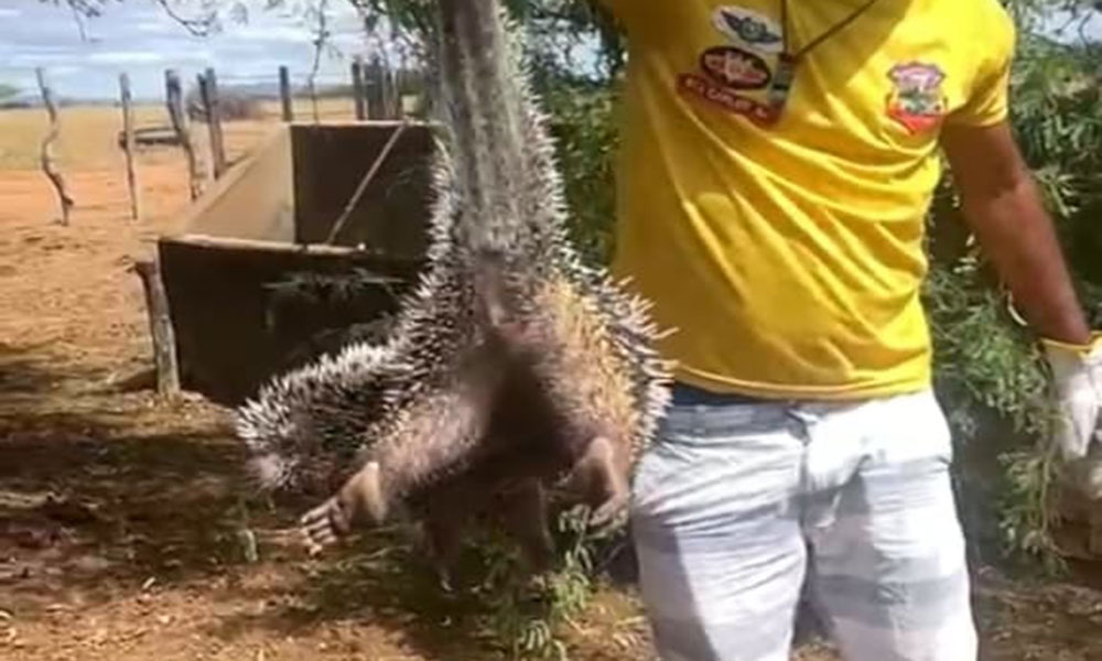 Ouriço-cacheiro é resgatado por brigadistas em Livramento de Nossa Senhora