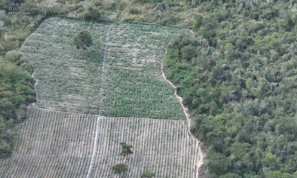 Operação erradica 200 mil pés de maconha entre Barra do Mendes e Brotas de Macaúbas
