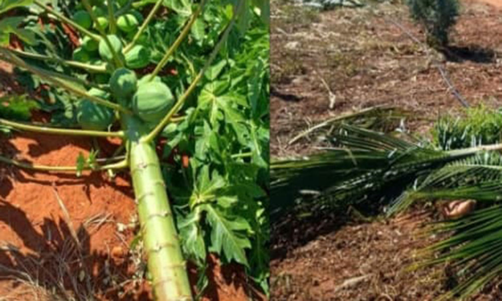 Mulher denuncia destruição de plantação e pede investigação em Livramento de Nossa Senhora
