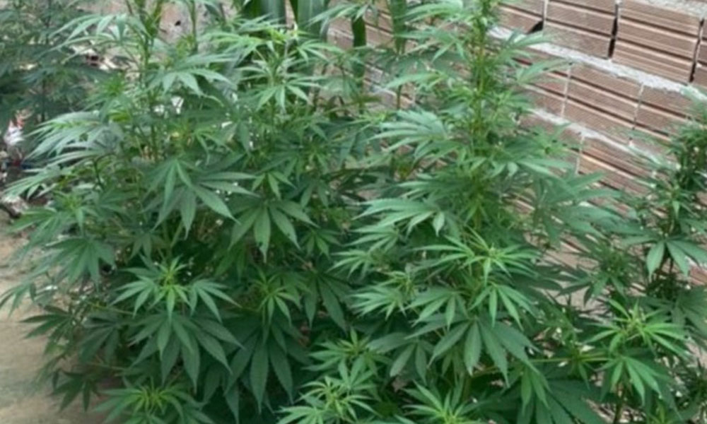 Homem é conduzido à delegacia após ser flagrado cultivando pés de maconha em Vitória da Conquista
