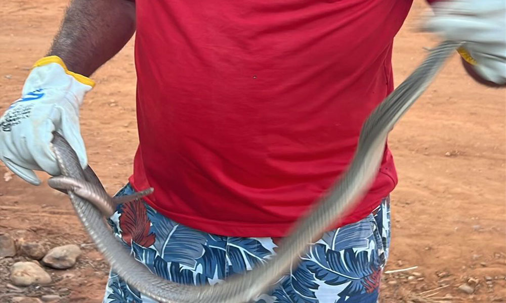 Cobra corre-campo é resgatada pela GASA em Livramento de Nossa Senhora