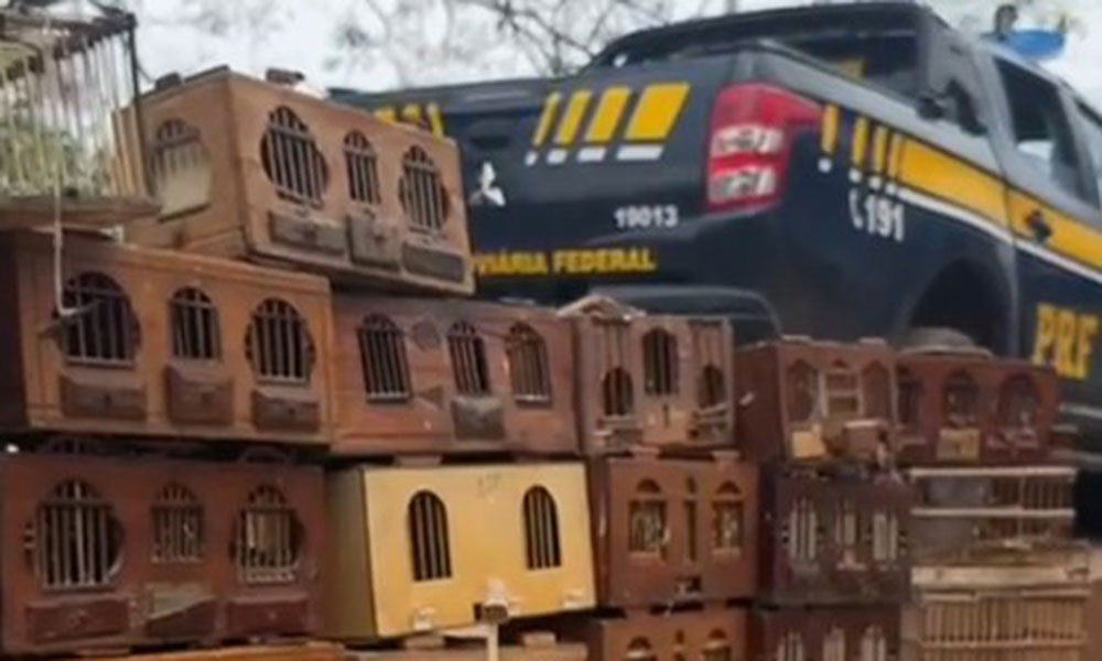 PRF e Inema resgatam 65 aves silvestres e cão em condições precárias em Palmas de Monte Alto