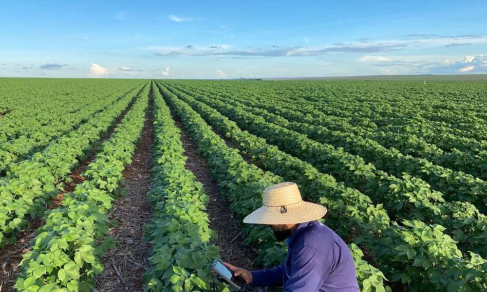 Bahia deve registrar avanço agrícola em 2026 com crescimento na maioria das culturas
