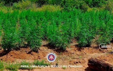 Em ação conjunta, PM erradica quase 70 mil pés de maconha em Abaré