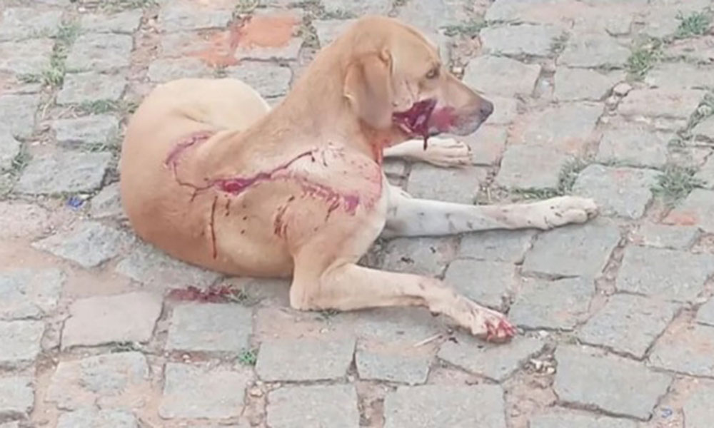 Cadela é atacada a golpes de facão na zona rural de Rio de Contas