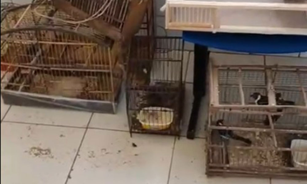 Operação integrada desarticula esquema de tráfico de aves silvestres em Poções