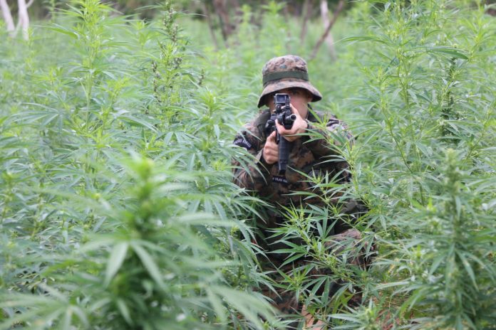PM e PF desmontam roça de maconha em sítio no norte da Bahia