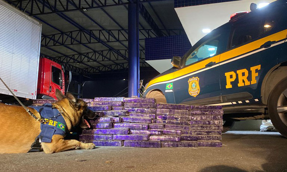 Com auxílio de cão farejador, PRF localiza 150 kg de maconha em Vitória da Conquista