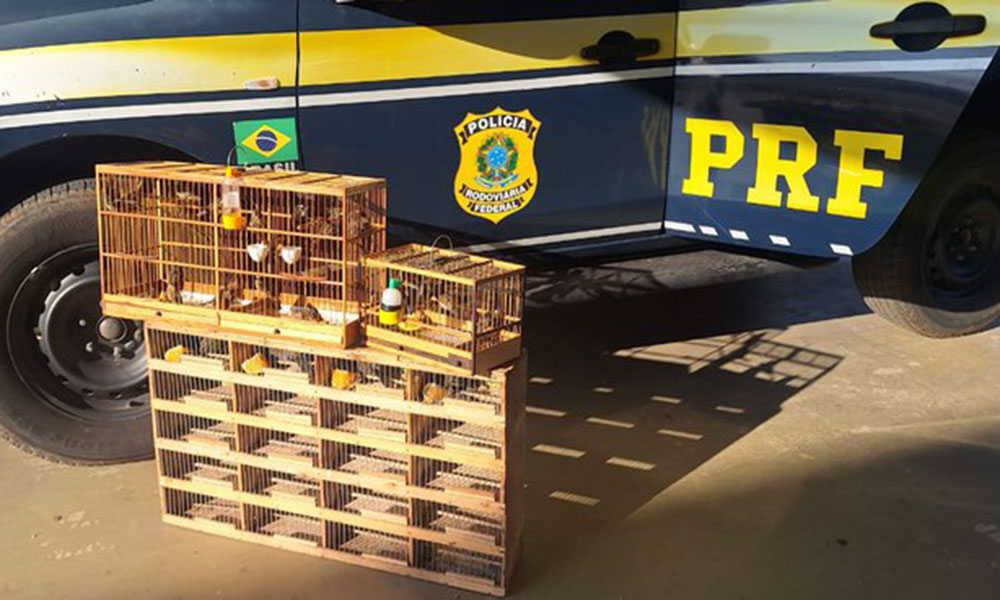 PRF resgata 29 aves silvestres transportadas ilegalmente em Vitória da Conquista