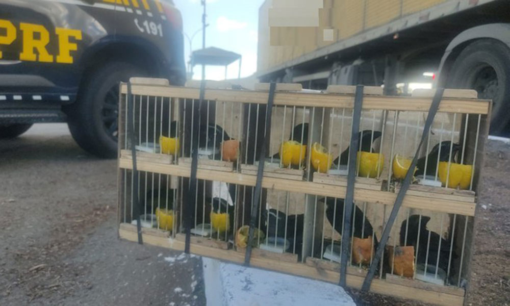 PRF resgata 60 animais silvestres e apreende rebites em Milagres