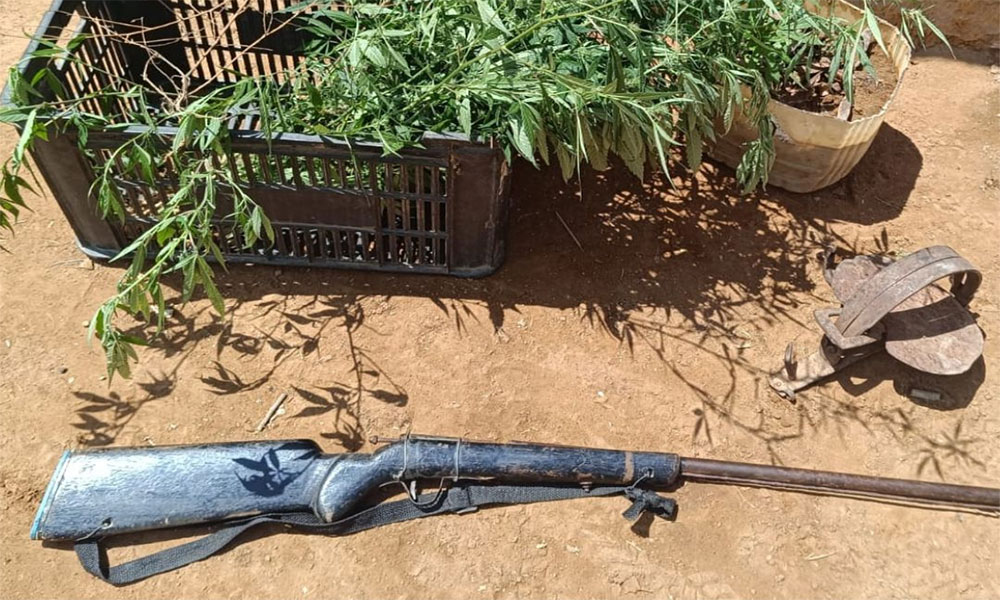 PM apreende espingarda e pés de maconha em Campo Formoso