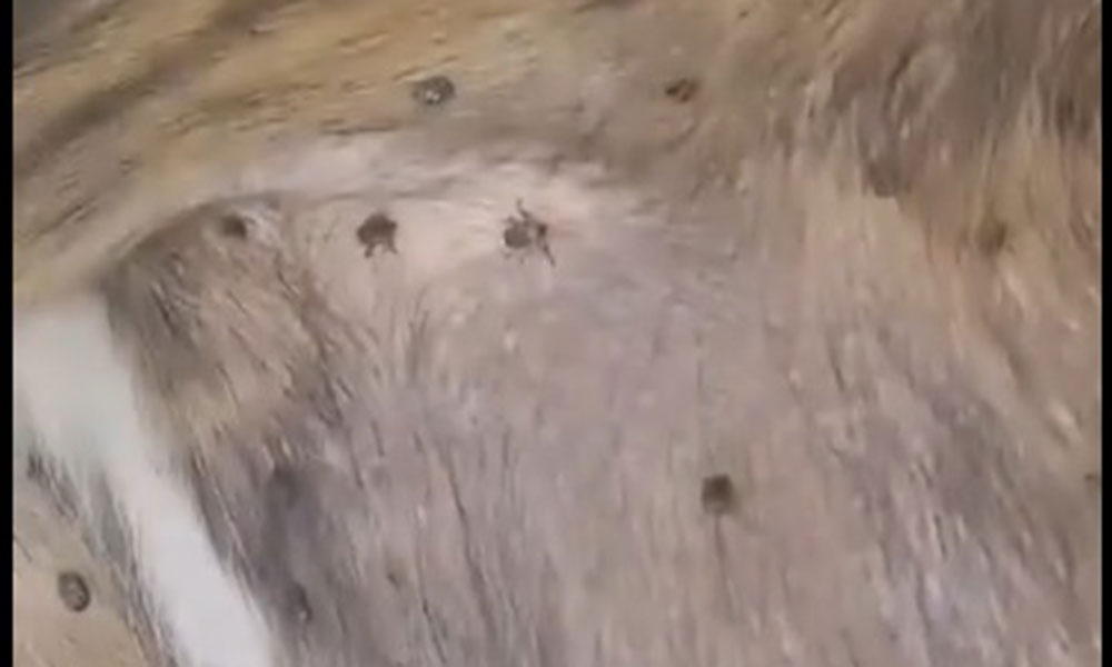 Mãe de aluno denuncia presença de cão infestado de carrapato dentro de escola em Livramento de Nossa Senhora