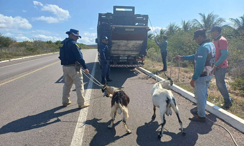 Operação recolhe 59 animais soltos nas rodovias federais da região de Paulo Afonso