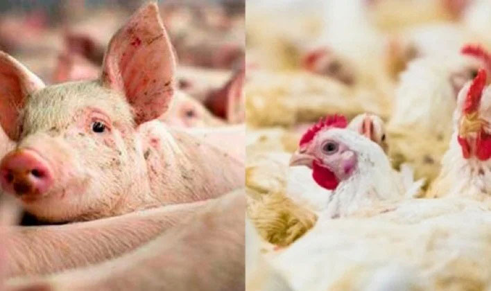 Custos de produção de frangos de corte e de suínos caem em março