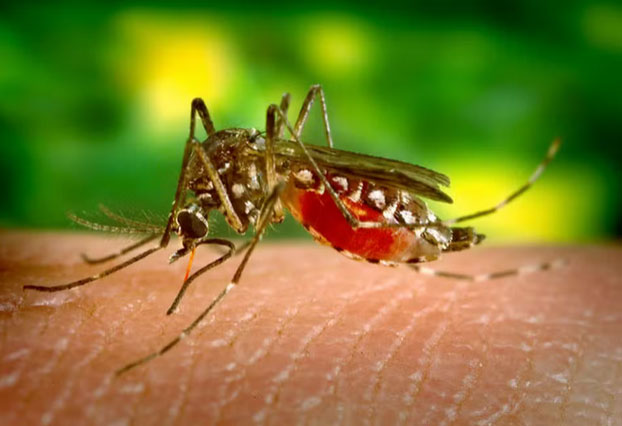 Sobe para 22 número de mortes por dengue na Bahia