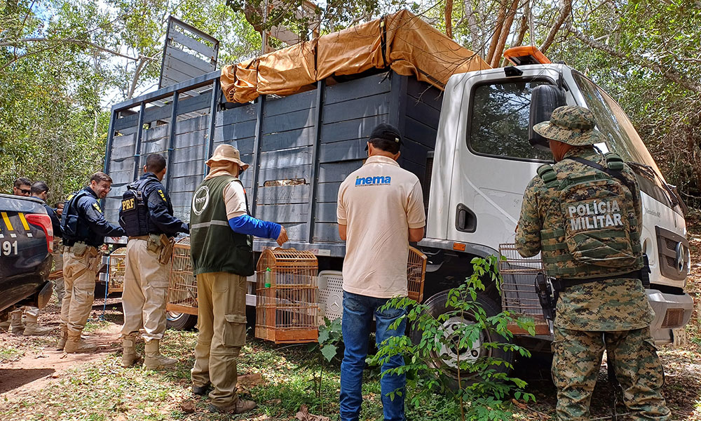 PRF, INEMA e Polícia Ambiental resgatam 965 animais silvestres na Chapada Diamantina