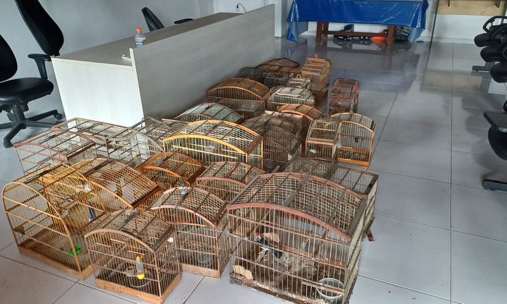 Operação resgata 67 aves silvestres e apreende produtos ilegais em Feira de Santana