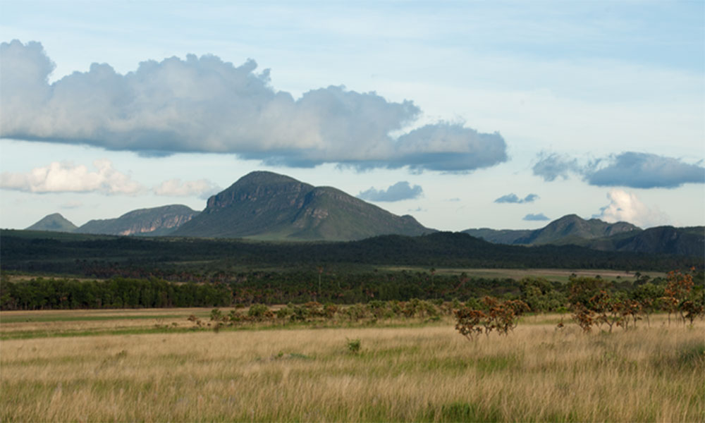 Desmatamento cai 77,2% no Pantanal e 57,2% no Cerrado entre agosto e novembro de 2024