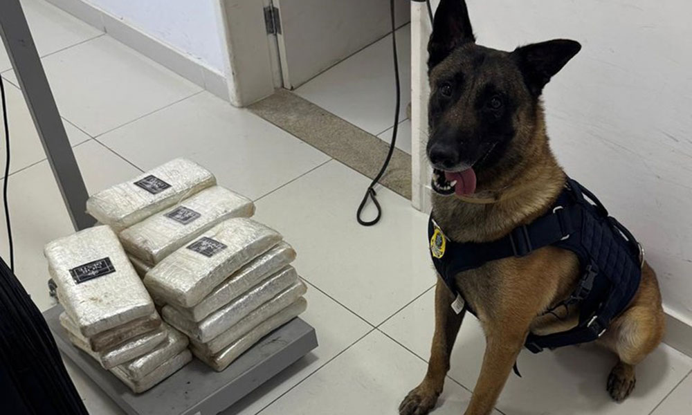 PRF e cão policial apreendem mais de 22 kg de drogas dentro de ônibus em Vitória da Conquista