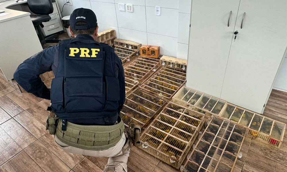 PRF resgata mais de 590 aves silvestres transportadas ilegalmente em Tucano