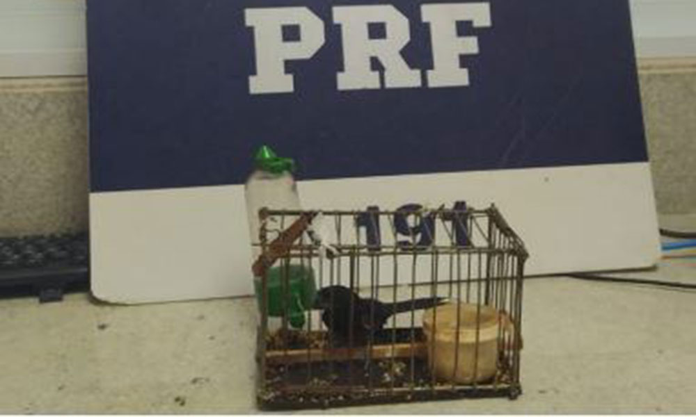 PRF resgata pássaros silvestres e apreende mercadorias de contrabando no sudoeste da Bahia