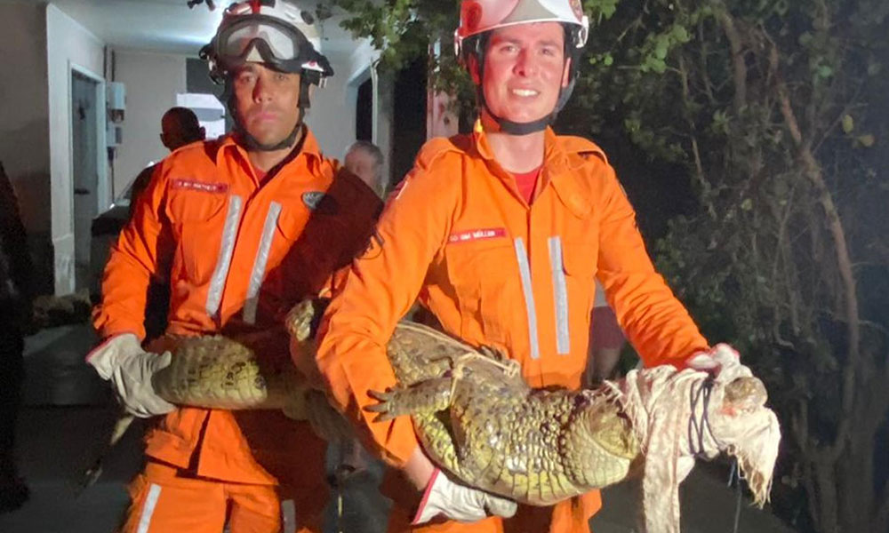 Bombeiros capturam jacaré de quase 2 metros de comprimento em Guanambi