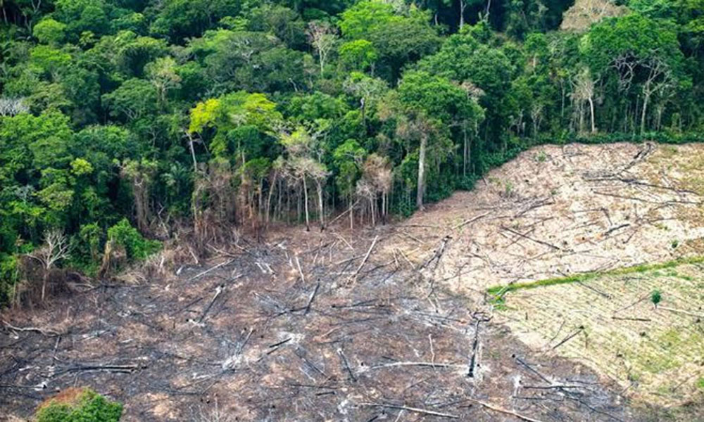 TCE/BA emite orientação à Secretaria de Meio Ambiente para melhoria da gestão florestal estadual