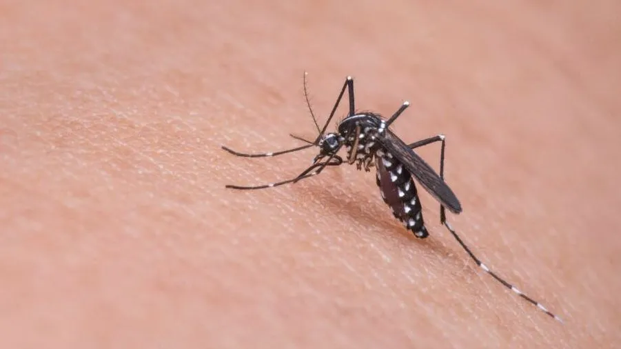 Bahia chega a 23 mortes por dengue e tem 285 municípios em epidemia da doença