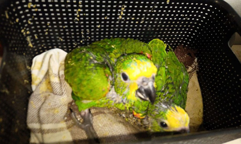 Inema resgata 400 pássaros em operação contra tráfico de animais no oeste do Estado