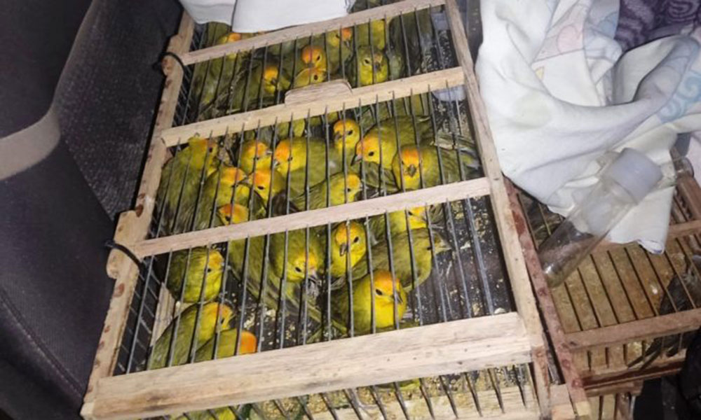 Inema resgata 400 pássaros em operação contra tráfico de animais no oeste do Estado
