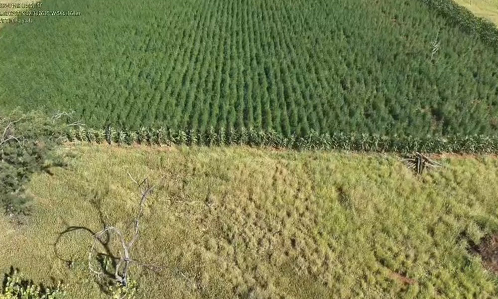 Operação erradica 300 mil pés de maconha e causa prejuízo de R$ 45 milhões ao crime organizado em Ibitiara