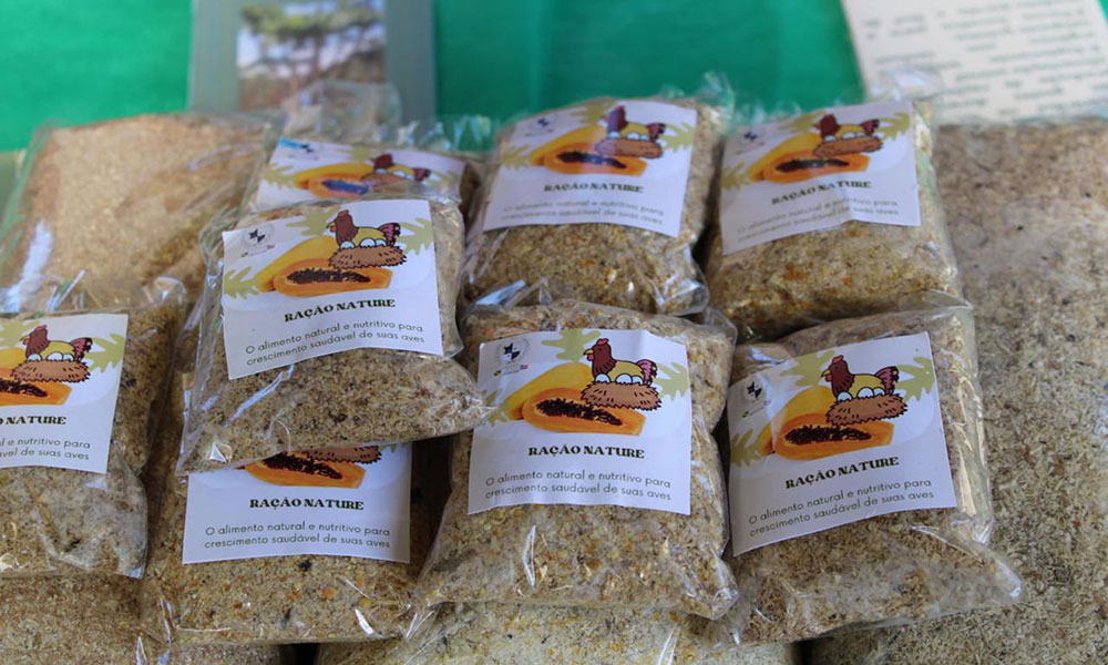 Estudantes produzem ração para aves à base do caule do mamoeiro em Boquira