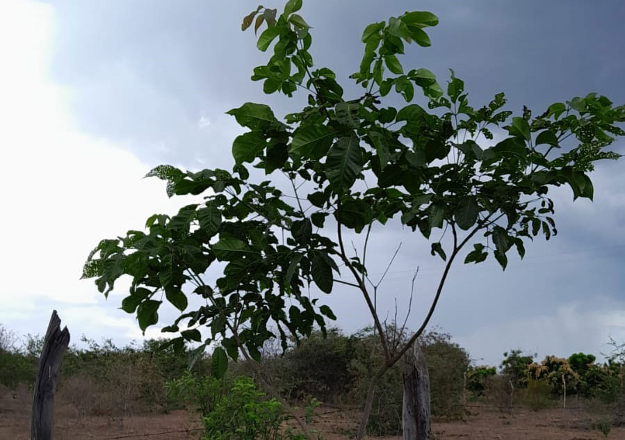 Jovem natural de Rio de Contas plantou 40 árvores na fazenda da família em 2020 e atualmente estuda na França