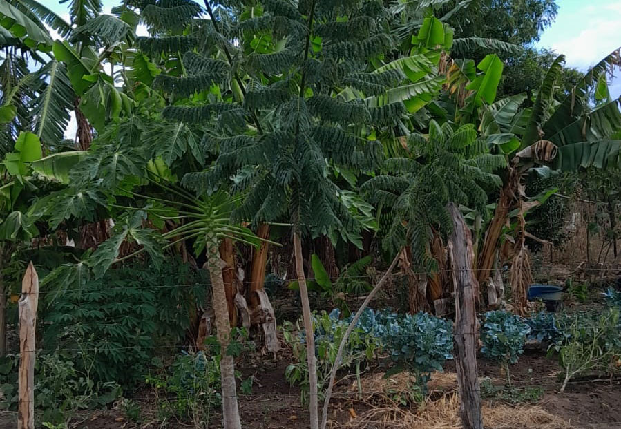 Jovem natural de Rio de Contas plantou 40 árvores na fazenda da família em 2020 e atualmente estuda na França