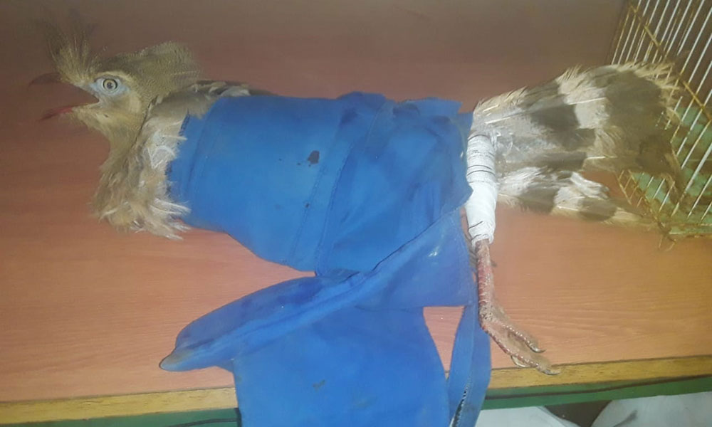 GASA resgata seriema, papagaio e periquito da caatinga na zona rural de Livramento de Nossa Senhora