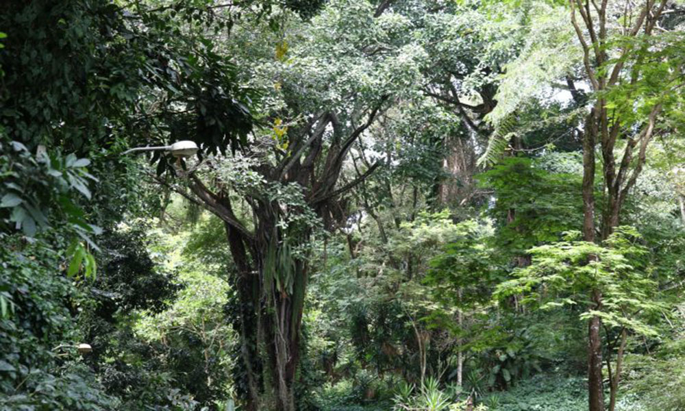 Governo firma novos convênios e fortalece gestão ambiental em 246 municípios baianos